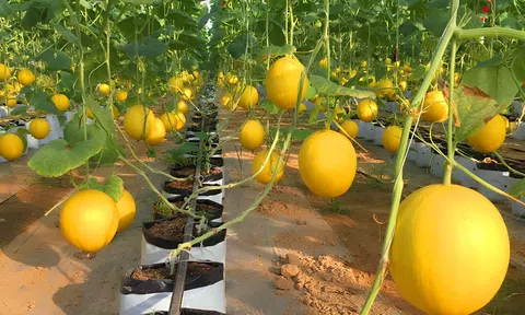 Thanh Hóa: Tập trung phát triển kết cấu hạ tầng phục vụ sản xuất nông nghiệp