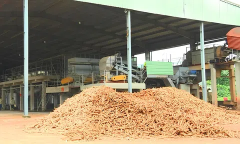 Doanh nghiệp chế biến tinh bột sắn thiếu hụt nguyên liệu