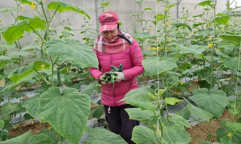 Người phụ nữ đổi tiếng “gàn” bằng đam mê nông nghiệp xanh