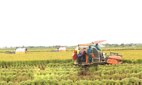 Thanh Hóa: Tập trung phát triển nông nghiệp chủ lực tạo sức cạnh tranh