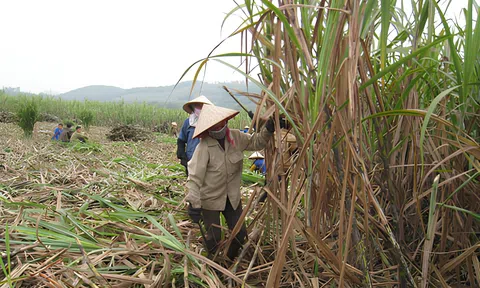 Phía sau vị “ngọt” của cây mía đường xứ Thanh