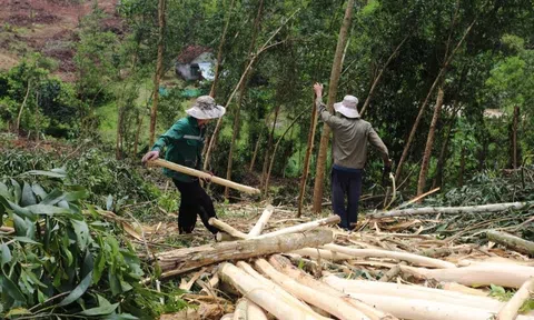 Bài 2: Để kinh tế rừng phát triển theo hướng hiện đại có tính cạnh tranh