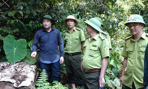 Bảo vệ và phát triển rừng, trách nhiệm không chỉ riêng ai (bài cuối)