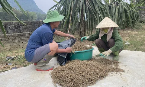 Thanh Hóa tìm giải pháp để cây dược liệu phát triển tương xứng với tiềm năng