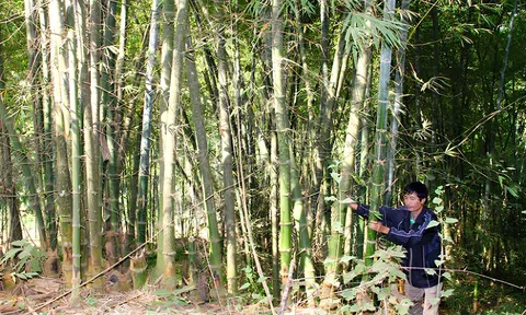 Thu hút dự án trên 3.199 tỷ đồng, kỳ vọng nâng tầm giá trị sản phẩm tre luồng xứ Thanh