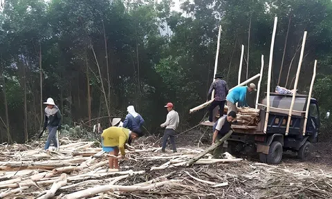 Nỗi lòng người trồng rừng xứ Thanh khi đầu ra gỗ nguyên liệu còn gian nan