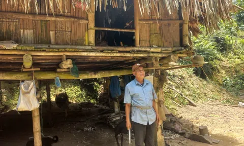 Người níu giữ sắc xanh cho cánh rừng già