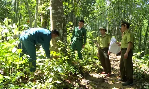 Thanh Hóa phát huy nguồn lực dịch vụ môi trường rừng gia tăng sinh kế người trồng rừng