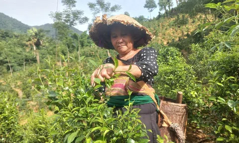 Chè Tán ma -  điểm hẹn OCOP của bản vùng cao