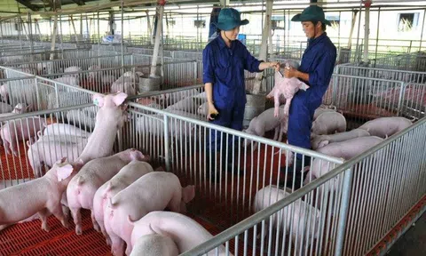 Thanh Hóa tăng cường phòng, chống Dịch tả lợn Châu Phi