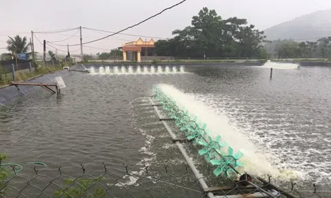 Bảo đảm an toàn diện tích nuôi trồng thủy sản trong mùa mưa bão