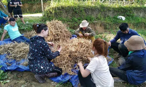 Cây dược liệu – hướng thoát nghèo bền vững tại các bản khó vùng cao