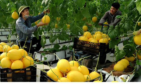 Phát triển nông nghiệp công nghệ cao tại Thanh Hóa đang gặp khó