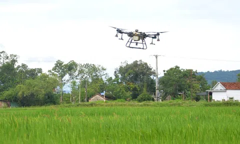 Thanh Hóa tập trung phòng trừ sâu bệnh cho lúa Thu Mùa 2024