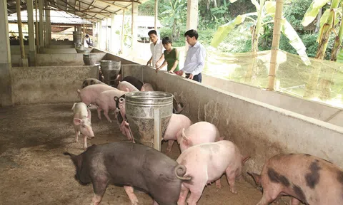 Tạo điều kiện giúp nông dân tiếp cận vốn vay để phát triển kinh tế