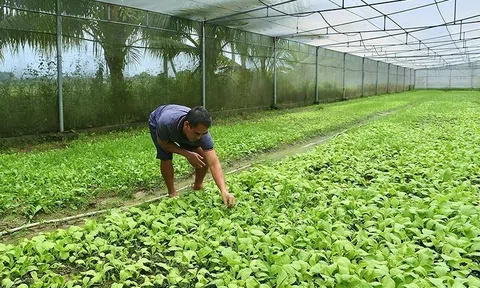 Sản xuất rau trái vụ góp phần nâng cao thu nhập cho người dân