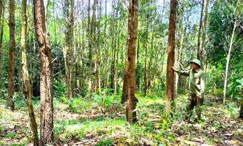Thanh Hóa: Chú trọng phát triển rừng để thu nguồn lợi từ tín chỉ Carbon