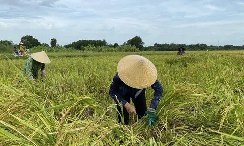 Tranh thủ tạnh mưa, nông dân xứ Thanh xuống đồng thu hoạch lúa