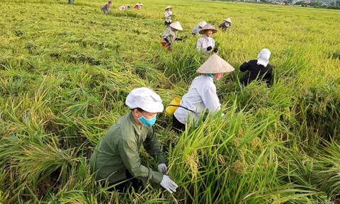 Tương lai xanh cho ngành nông nghiệp Thanh Hóa từ mô hình sản xuất lúa hữu cơ