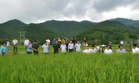 Hành trình vượt khó của bản vùng cao qua các sản vật truyền thống