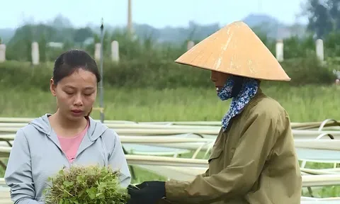 Thanh Hóa: Nhân rộng vùng sản xuất nông nghiệp an toàn