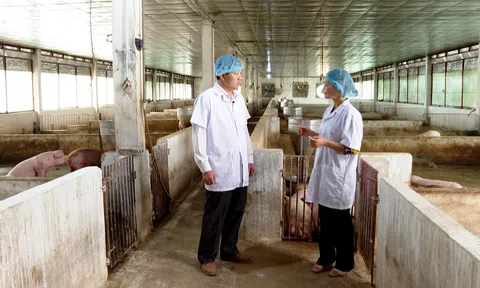 Ninh Bình: Nỗ lực khôi phục chăn nuôi, đón nhu cầu thị trường cuối năm