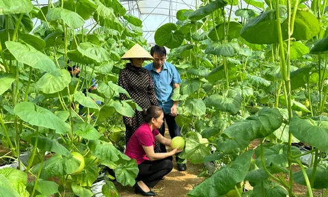 Nông dân vùng cao xứ Thanh thi đua vượt khó, vươn lên thoát nghèo