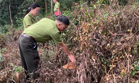 Xác minh làm rõ tình trạng cây bị chặt hạ tại rừng đặc dụng Khu di tích Đền Bà Triệu
