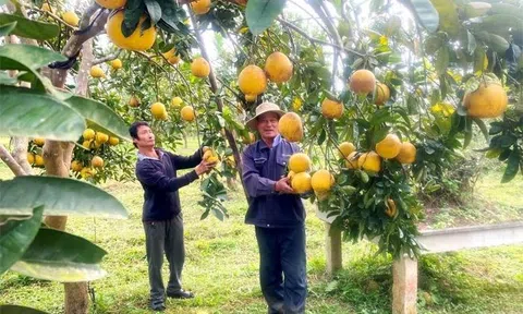 Thanh Hóa: Áp dụng công nghệ cao, hướng đến tới phát triển nông nghiệp xanh