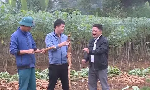 Đối mặt với thách thức vì sâu bệnh, bao giờ cây sắn xứ Thanh trở lại thời hoàng kim?