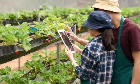 Những khó khăn và nỗ lực trong phát triển nông nghiệp công nghệ cao tại Thanh Hóa