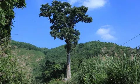 Cây lim xanh cổ thụ báu vật giữa đại ngàn Bến En