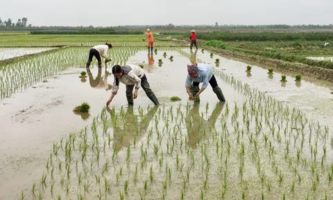 Nông dân Thanh Hóa khẩn trương xuống đồng sau Tết, quyết tâm cho một vụ mùa bội thu