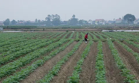 Liên kết sản xuất khoai tây, hướng đi bền vững cho nông dân  ở Hoằng Hóa