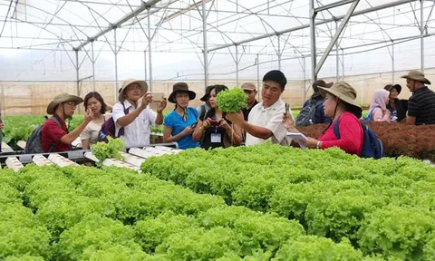 Phát triển nông nghiệp công nghệ cao tại Ninh Bình: Động lực cho tăng trưởng bền vững