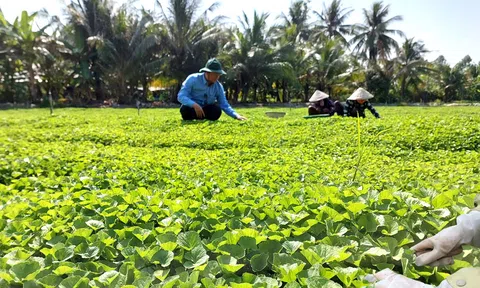 Rau má Yên Thắng: Hành trình từ 'rau dại' đến nông sản OCOP 3 sao