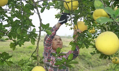 Nông nghiệp hữu cơ - Giải pháp nâng tầm nông sản Thanh Hóa