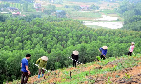 Trồng keo đầu xuân: Áo mới cho núi đồi, lộc biếc mang ấm no