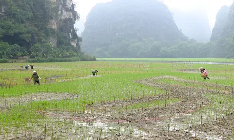 Nông dân tạo hình nghệ thuật Cá chép hóa Rồng trên cánh đồng Tam Cốc