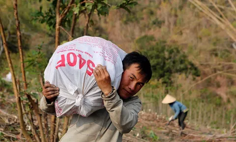 Cây sắn nơi vùng cao xứ Thanh chưa thoát vòng luẩn quẩn 'được mùa – mất giá'