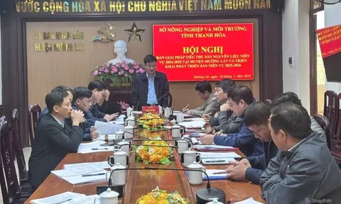 Thanh Hóa: Giá sắn giảm sâu, Sở và địa phương khẩn trương tìm giải pháp