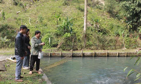 "Trồng rau trên đá, nuôi cá trên đồi" – Hành trình thoát nghèo của lão nông người Thái xứ Thanh