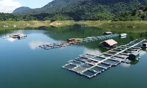 Nuôi cá lồng trên hồ thủy điện tạo sinh kế bền vững tại các huyện miền núi