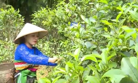 Chè Tán Ma – Hương vị của lòng mến khách nơi bản Thái xứ Thanh