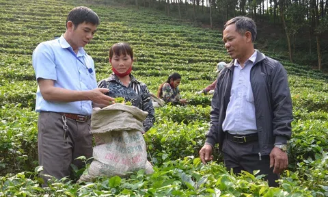 HTX Nông nghiệp: Sức mạnh tập thể, vươn tới nông nghiệp bền vững