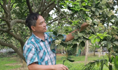 Thanh Hóa: Nâng tầm phát triển cây ăn quả, xây dựng hệ sinh thái xanh