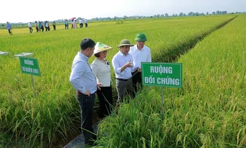 Thanh Hóa và khát vọng "lúa xanh": Kiến tạo tương lai nông nghiệp bền vững