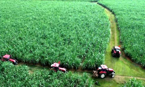 Mía Lam Sơn bứt tốc chuyển đổi xanh, gõ cửa thị trường tín chỉ carbon quốc tế