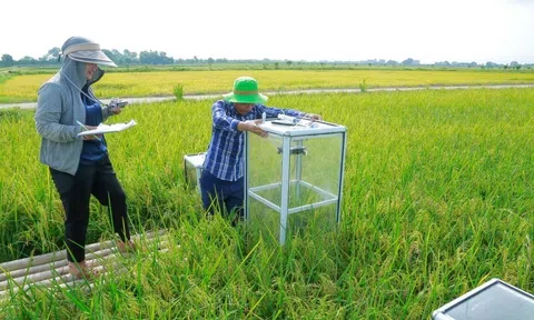 Thanh Hóa hướng tới sản xuất lúa gắn với tín chỉ carbon