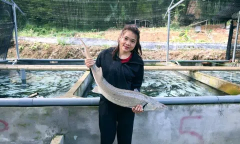 Cô gái Mường đánh thức đại ngàn bằng cá tầm